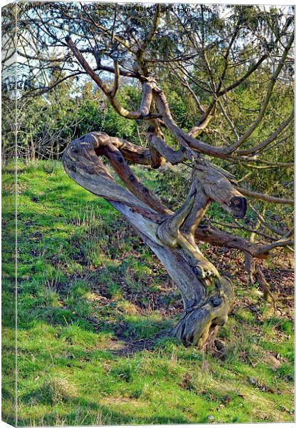 Contorted Tree trunk Canvas Print by Frank Irwin