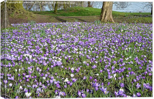 A Meadow full of crocusses Canvas Print by Frank Irwin