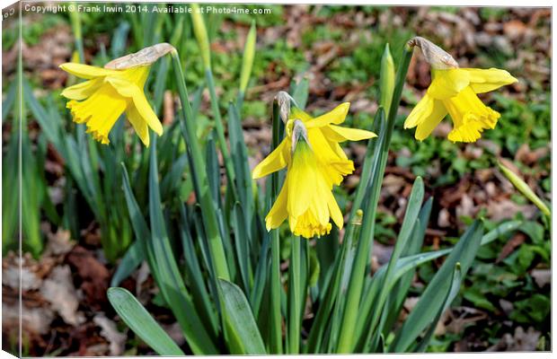 Daffodils heralding the coming of Spring. Canvas Print by Frank Irwin