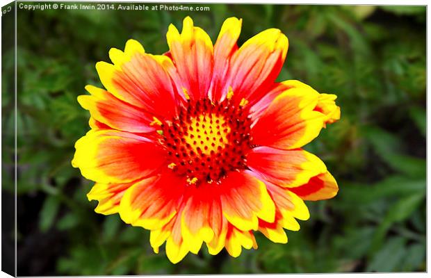 A  Beautiful and colourful flower head Canvas Print by Frank Irwin