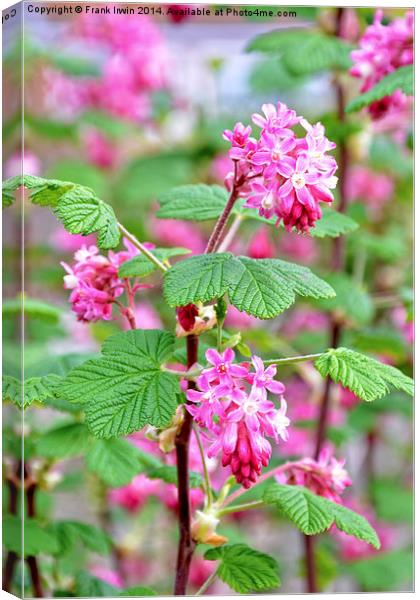 Beautiful redcurrant in full bloom during the Spri Canvas Print by Frank Irwin