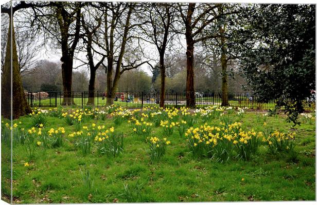 Daffodils growing in the wild Canvas Print by Frank Irwin