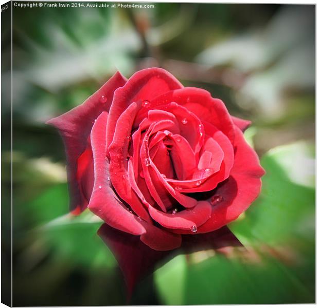 An artwork of a Red Hybrid Tea Rose Canvas Print by Frank Irwin