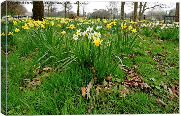 Daffodils growing in the wild Canvas Print by Frank Irwin