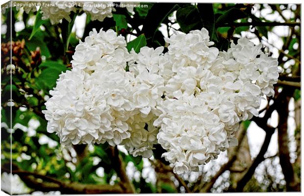 Beautiful White Lilac (Syringa) Canvas Print by Frank Irwin