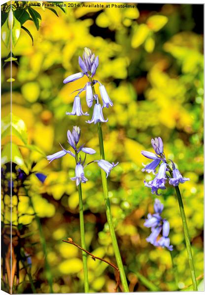 Bluebells in the garden Canvas Print by Frank Irwin