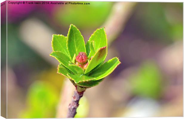 A new bud on a Weigela plant. Canvas Print by Frank Irwin