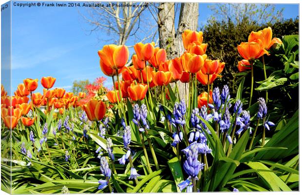 Tulips and Bluebells in Spring Canvas Print by Frank Irwin