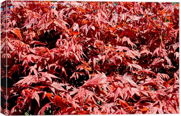 Beautitul Acer foliage Canvas Print by Frank Irwin