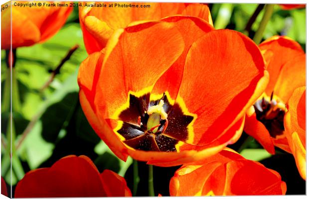 A Colourful Tulip head, close up Canvas Print by Frank Irwin