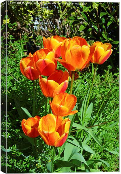 A number of colourful Spring Tulips. Canvas Print by Frank Irwin