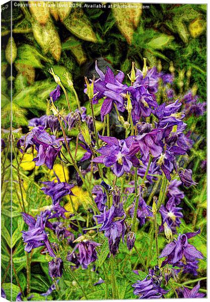 Beautiful flowers found in the countryside Canvas Print by Frank Irwin