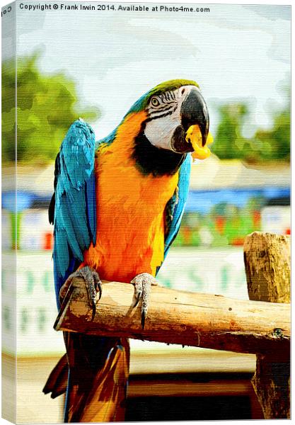 Beautifuly coloured Blue & Gold Macaw Canvas Print by Frank Irwin