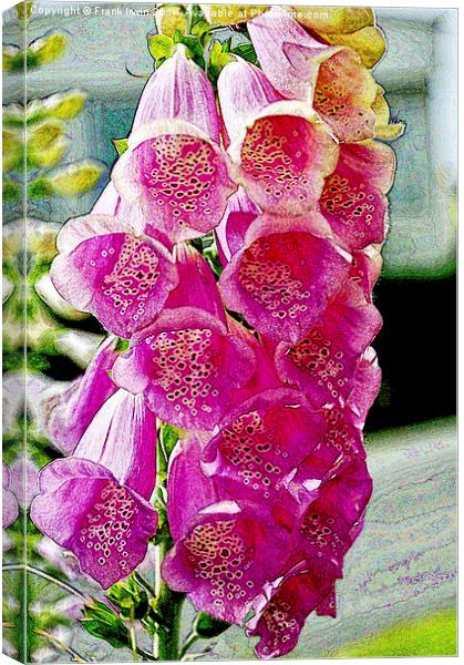 Artistic version of Gladioli in full bloom Canvas Print by Frank Irwin