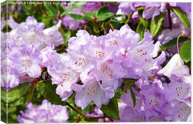 Rhododendron in full bloom Canvas Print by Frank Irwin