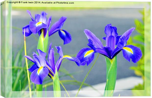 Blue Irises, in full bloom Canvas Print by Frank Irwin