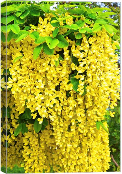 Laburnum, commonly called golden chain Canvas Print by Frank Irwin
