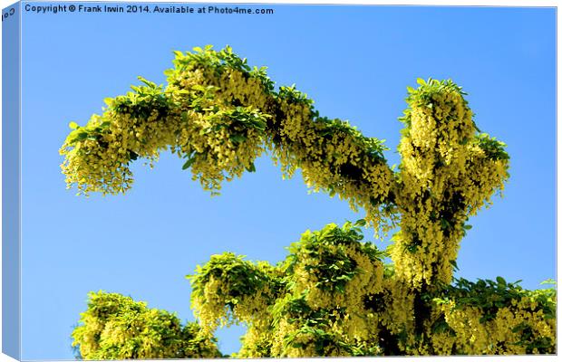 A Branch of Laburnum, commonly called golden chain Canvas Print by Frank Irwin