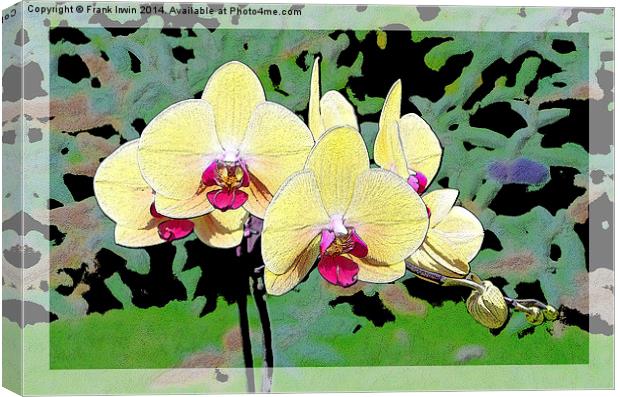 Yellow Orchid shown artistically Canvas Print by Frank Irwin