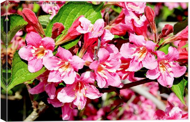 A sprig of newly blossomed Weigela Canvas Print by Frank Irwin