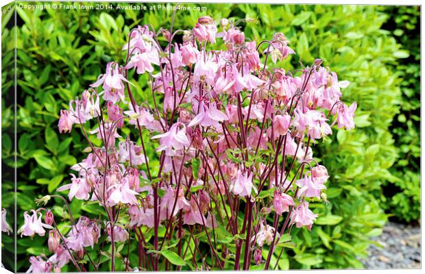 Charming Aqualegia in full bloom Canvas Print by Frank Irwin