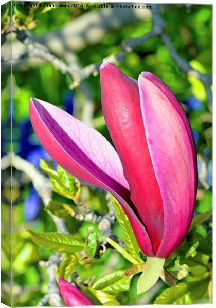 Colourful Spring Magnolia Canvas Print by Frank Irwin