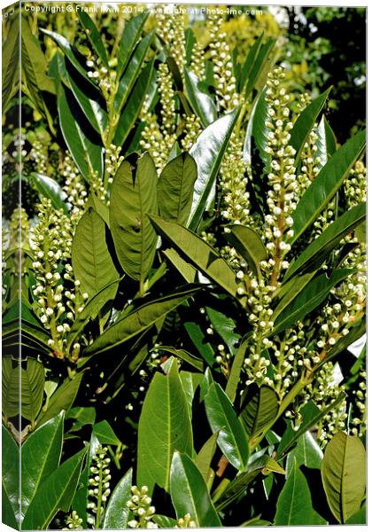Skimmia japonica Rubella Canvas Print by Frank Irwin