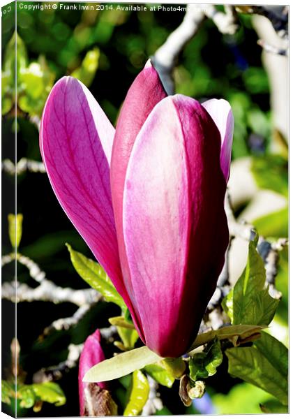 Colourful Spring Magnolia Canvas Print by Frank Irwin