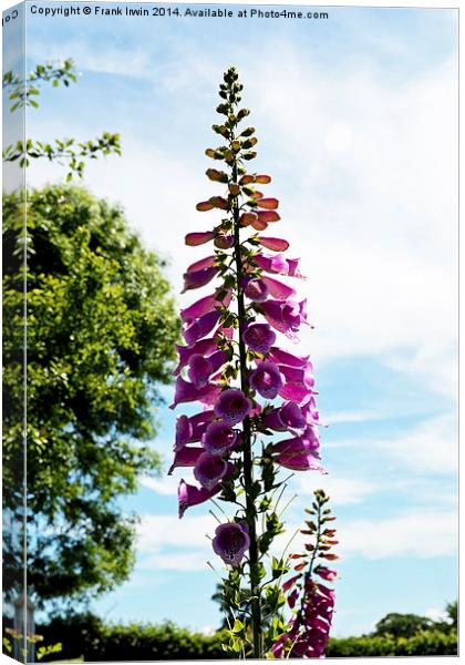 The common ‘foxglove’. Canvas Print by Frank Irwin