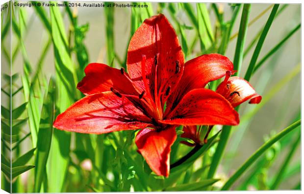Eye catching red Lilly Canvas Print by Frank Irwin