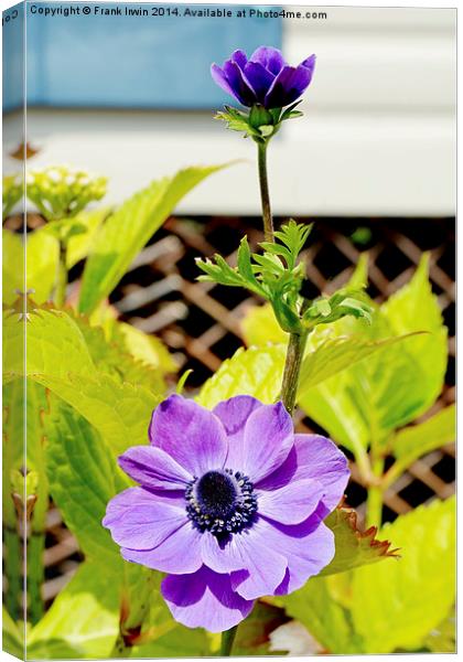 Pretty anemone growing in a container (pot). Canvas Print by Frank Irwin