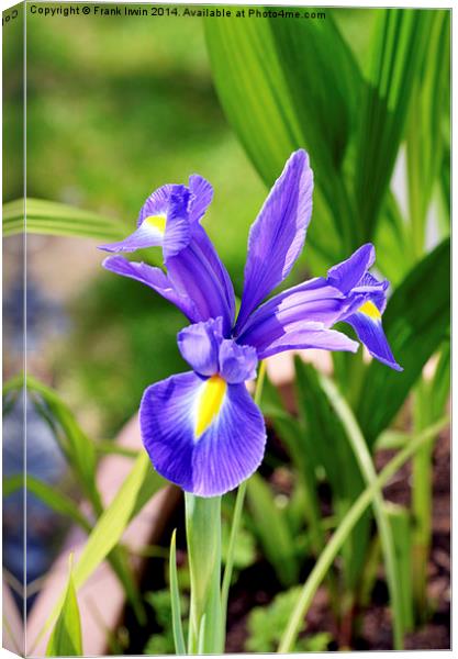 A framed Blue Iris Canvas Print by Frank Irwin