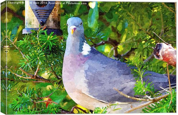 Common Wood Pigeon artistically done Canvas Print by Frank Irwin