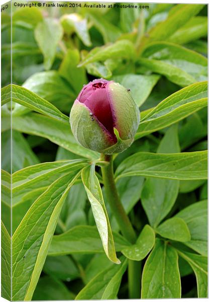Picture of a Peony bud about to bloom. Canvas Print by Frank Irwin