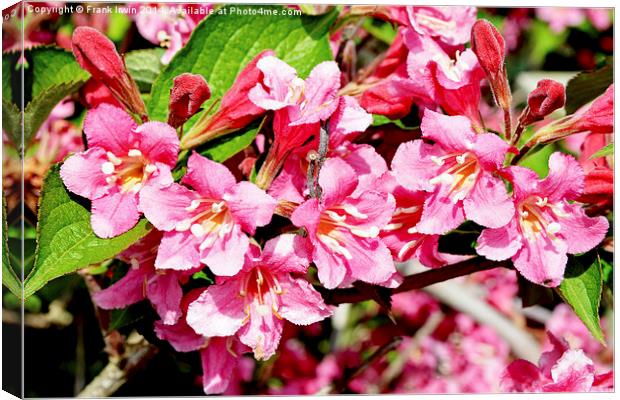 A sprig of newly blossomed Weigela Canvas Print by Frank Irwin