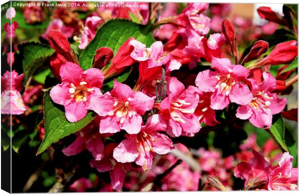 A mass of growth on a Weigela plant. Canvas Print by Frank Irwin