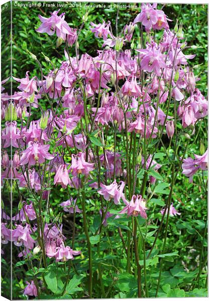 Charming Aqualegia in full bloom Canvas Print by Frank Irwin