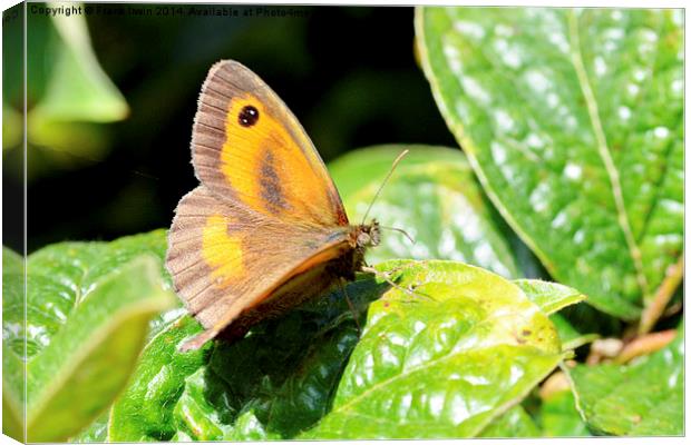  The Meadow Brown butterfly Canvas Print by Frank Irwin