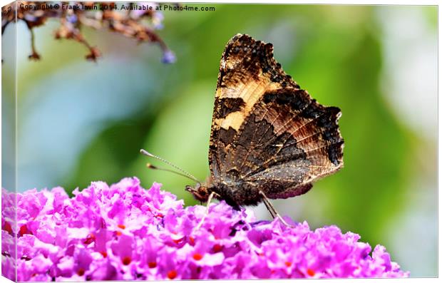 The Tortoiseshell butterfly Canvas Print by Frank Irwin