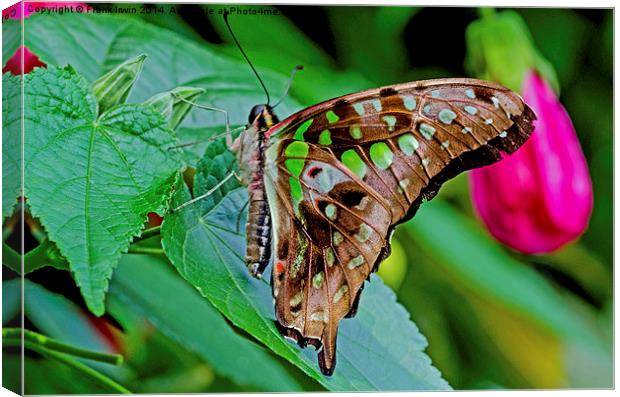 Tailed Jay (Graphium agamemnon) Canvas Print by Frank Irwin