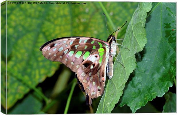 Tailed Jay (Graphium agamemnon)  Canvas Print by Frank Irwin