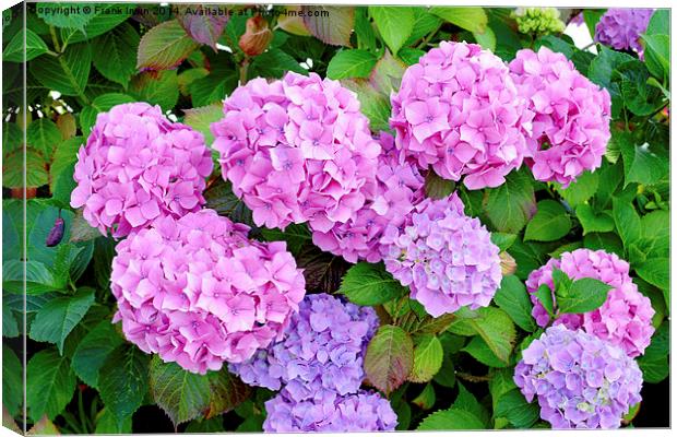  Common but colourful Hydrangea Canvas Print by Frank Irwin