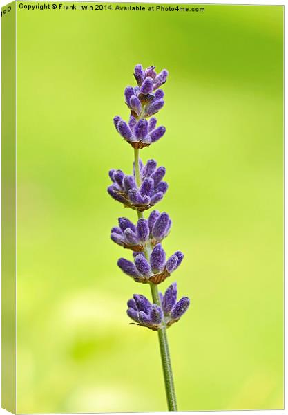 A fragrant lavender head Canvas Print by Frank Irwin