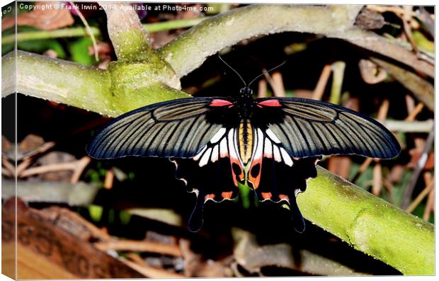  The Common Mormon butterfly Canvas Print by Frank Irwin