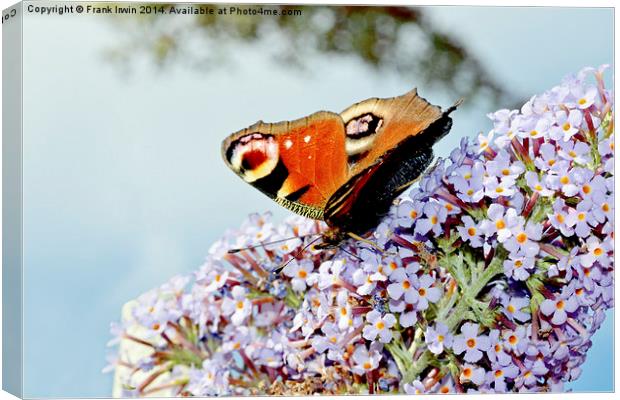  The beautiful Peacock butterfly in all its glory Canvas Print by Frank Irwin