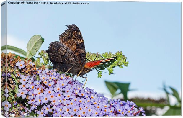 The beautiful Peacock butterfly in all its glory Canvas Print by Frank Irwin