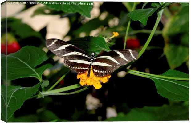  The beautiful Zebra butterfly in all its glory Canvas Print by Frank Irwin