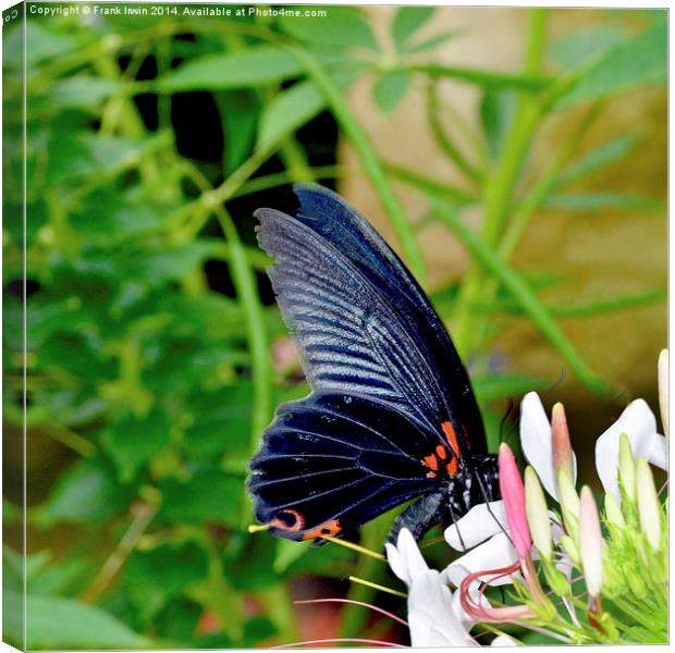  Scarlet swallowtail - Papilio rumanzovia Canvas Print by Frank Irwin