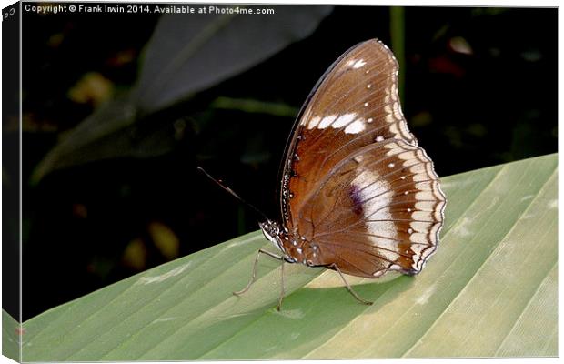  The Great Eggfly (Hypolimnas bolina), Canvas Print by Frank Irwin