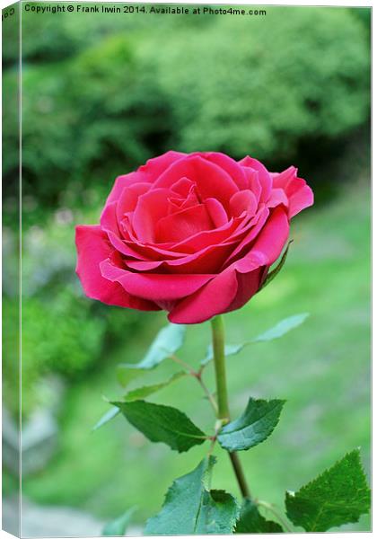  A beautiful single Red Hybrid Tea rose Canvas Print by Frank Irwin
